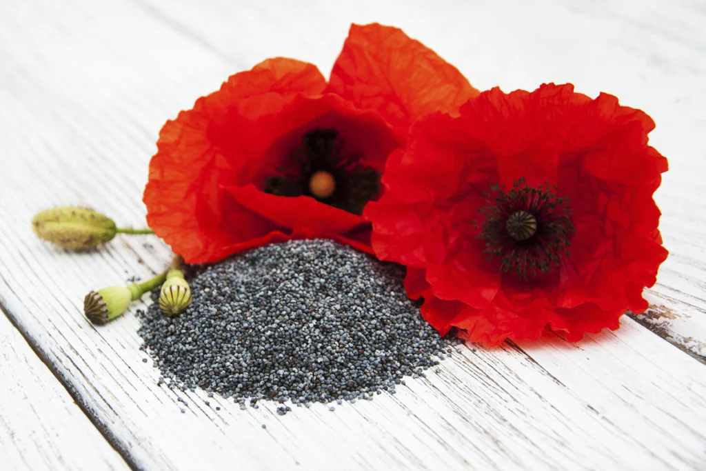 бірінші айда жүктілік